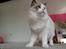 Ragdoll Dk Jaquet Piper Heidsieck