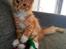 Maine Coon Obi wan kenobi