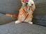 Maine Coon Obi wan kenobi