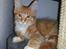 Maine Coon Obi wan kenobi