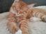 Maine Coon Obi wan kenobi