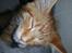 Maine Coon Obi wan kenobi