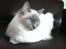 Blanding af racer Gaia (Ragdoll) 