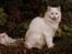 Maine Coon Dalsgaards Galant