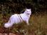 Maine Coon Dalsgaards Galant