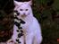 Maine Coon Dalsgaards Galant