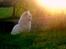 Maine Coon Dalsgaards Galant