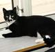 Huskat Blackie *RIP*
