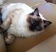 Ragdoll Gismo