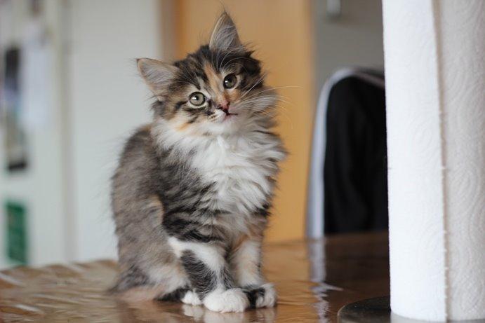Kurilean Bobtail GIC. DK Klokmose´s Slush Ice billede 21