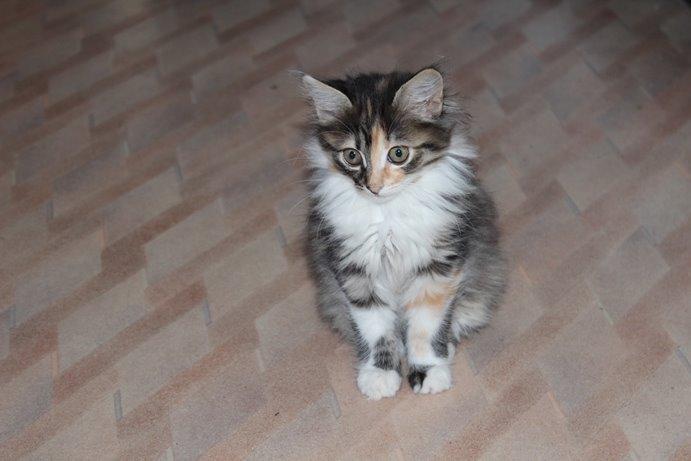 Kurilean Bobtail GIC. DK Klokmose´s Slush Ice billede 25
