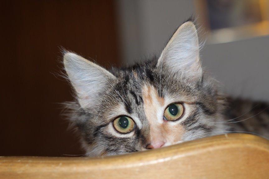 Kurilean Bobtail GIC. DK Klokmose´s Slush Ice billede 27