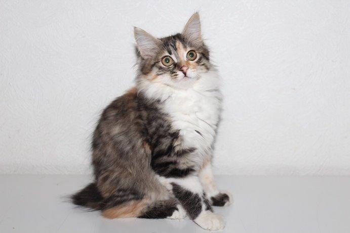 Kurilean Bobtail GIC. DK Klokmose´s Slush Ice billede 26