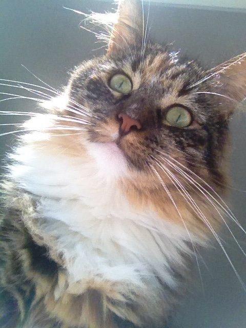 Blanding af racer Alba billede 1