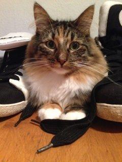 Blanding af racer Alba billede 2