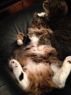 Blanding af racer Alba billede 3