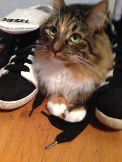 Blanding af racer Alba billede 4