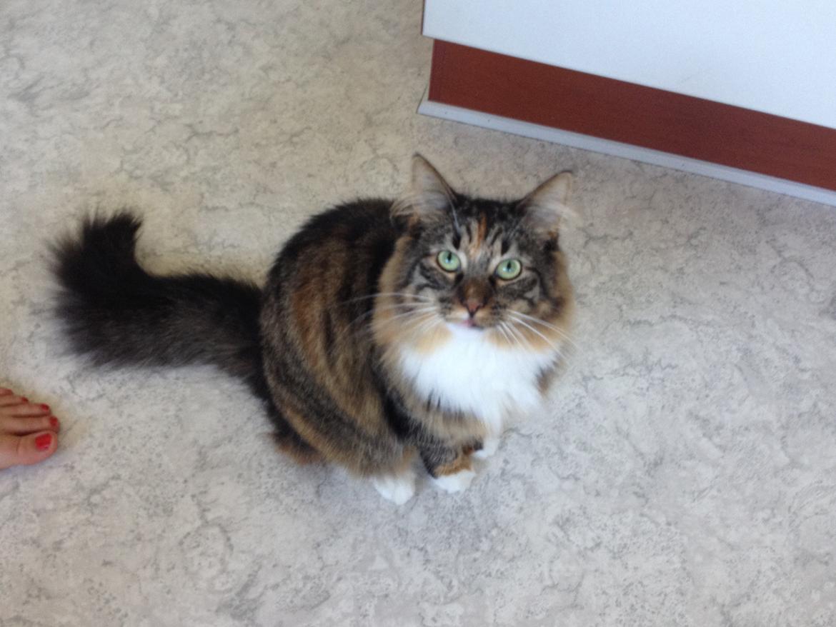 Blanding af racer Alba billede 5