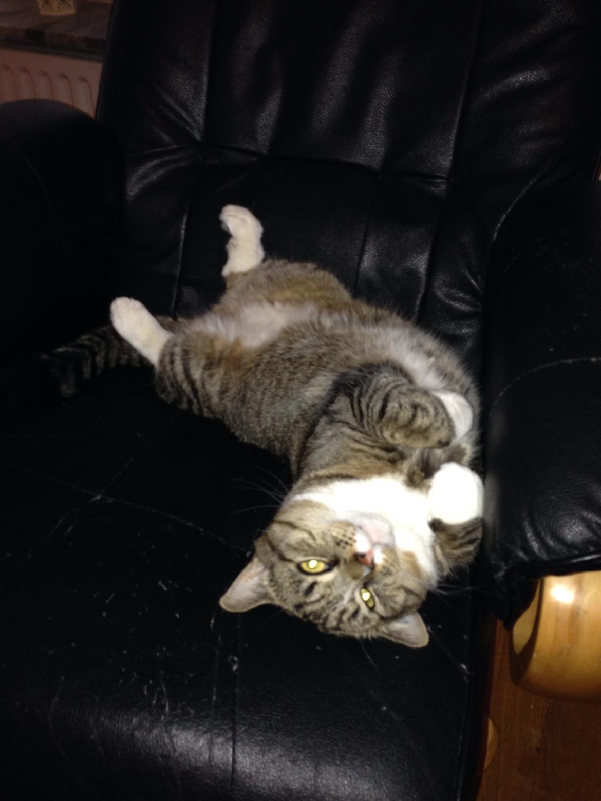 Blanding af racer Bølle billede 1