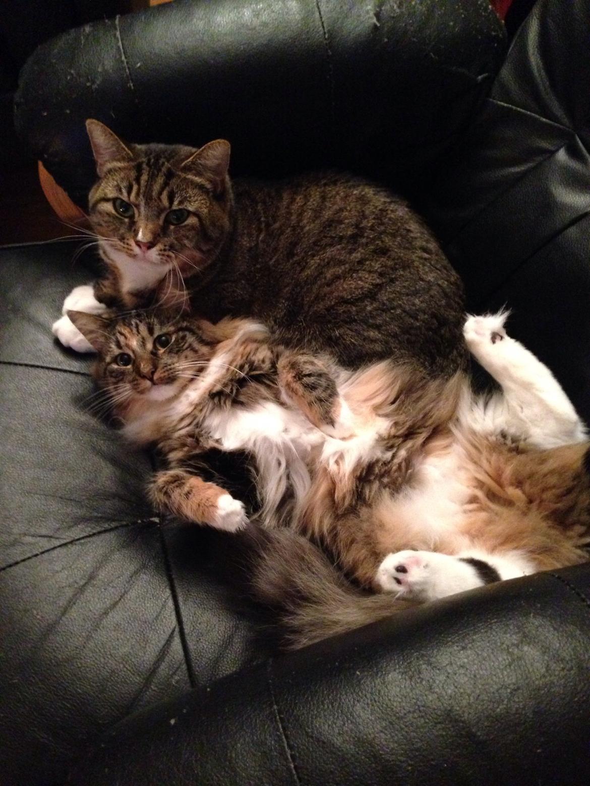 Blanding af racer Bølle billede 2