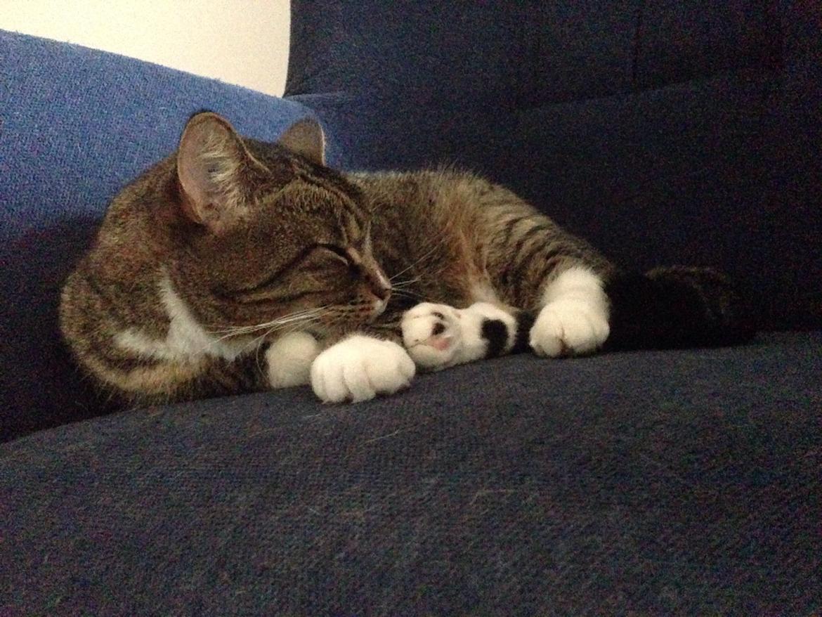 Blanding af racer Bølle billede 3