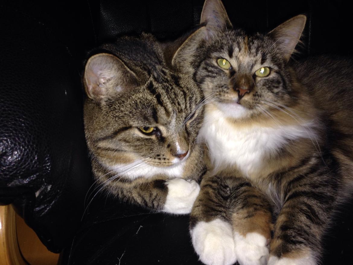 Blanding af racer Bølle billede 4