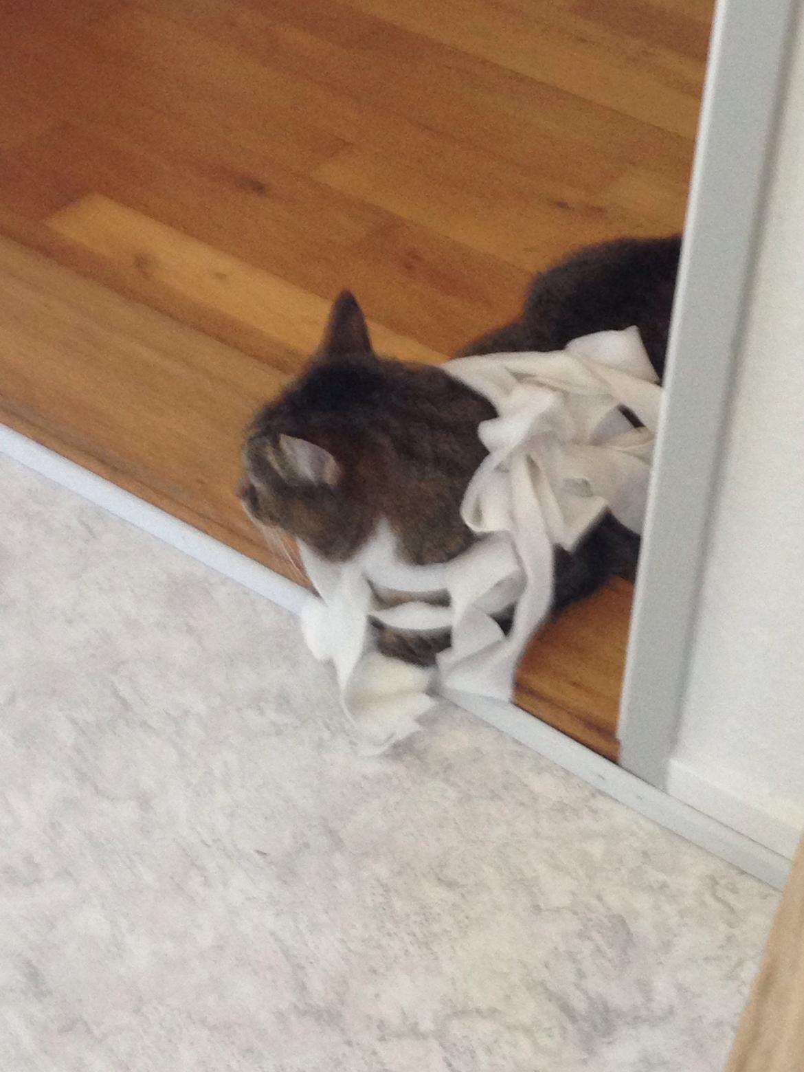 Blanding af racer Bølle billede 5