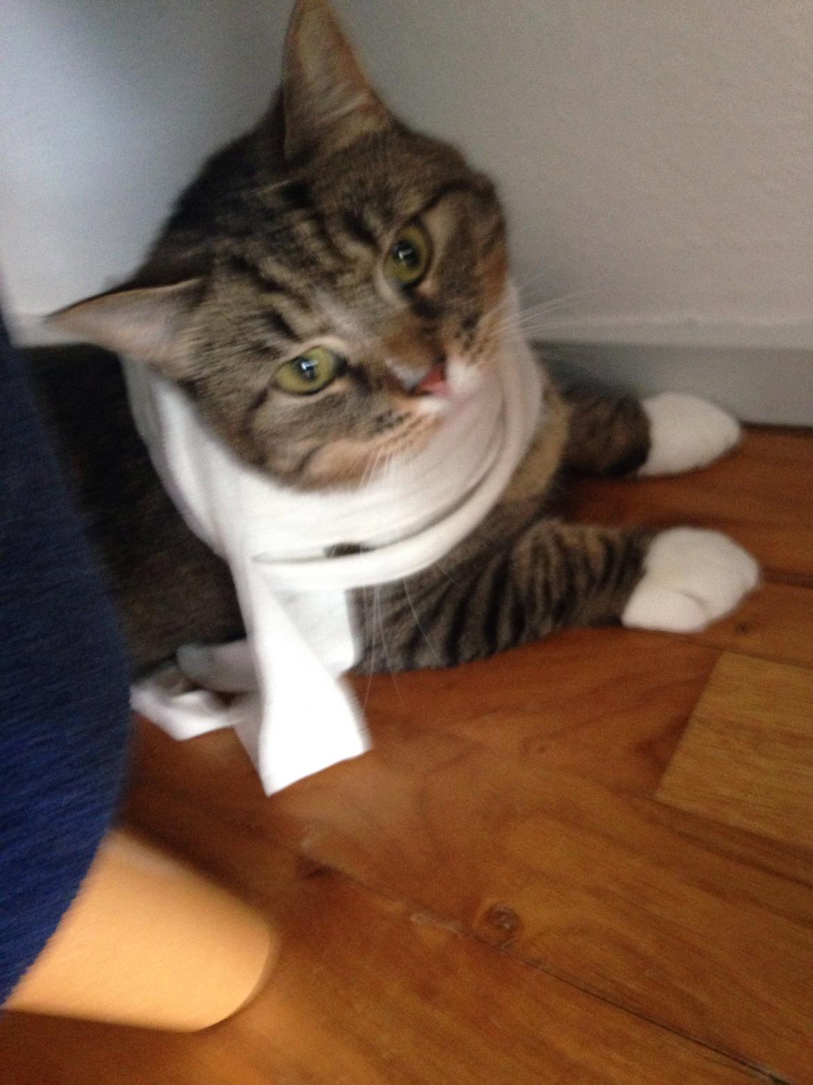 Blanding af racer Bølle billede 6