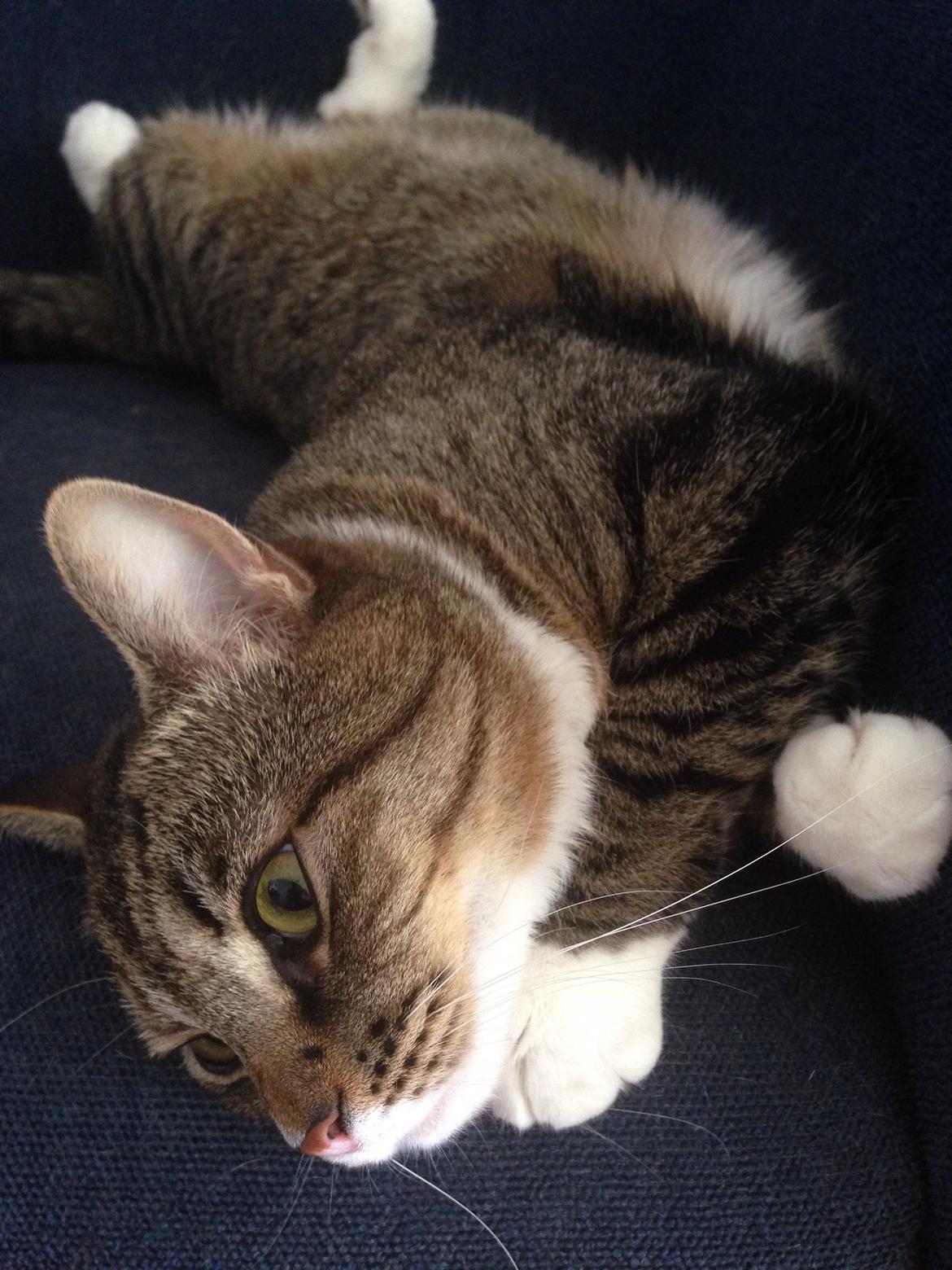 Blanding af racer Bølle billede 7