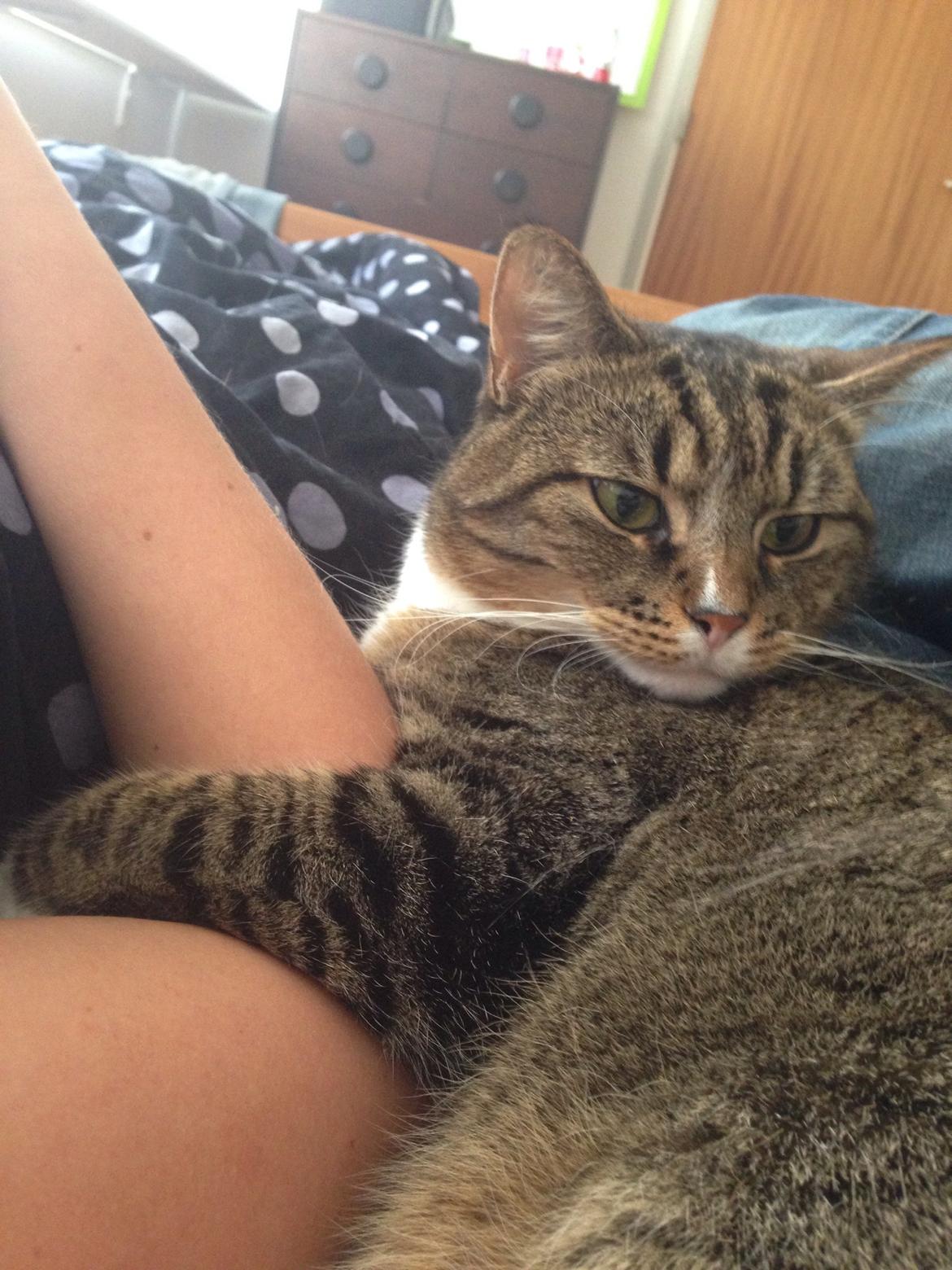 Blanding af racer Bølle billede 8