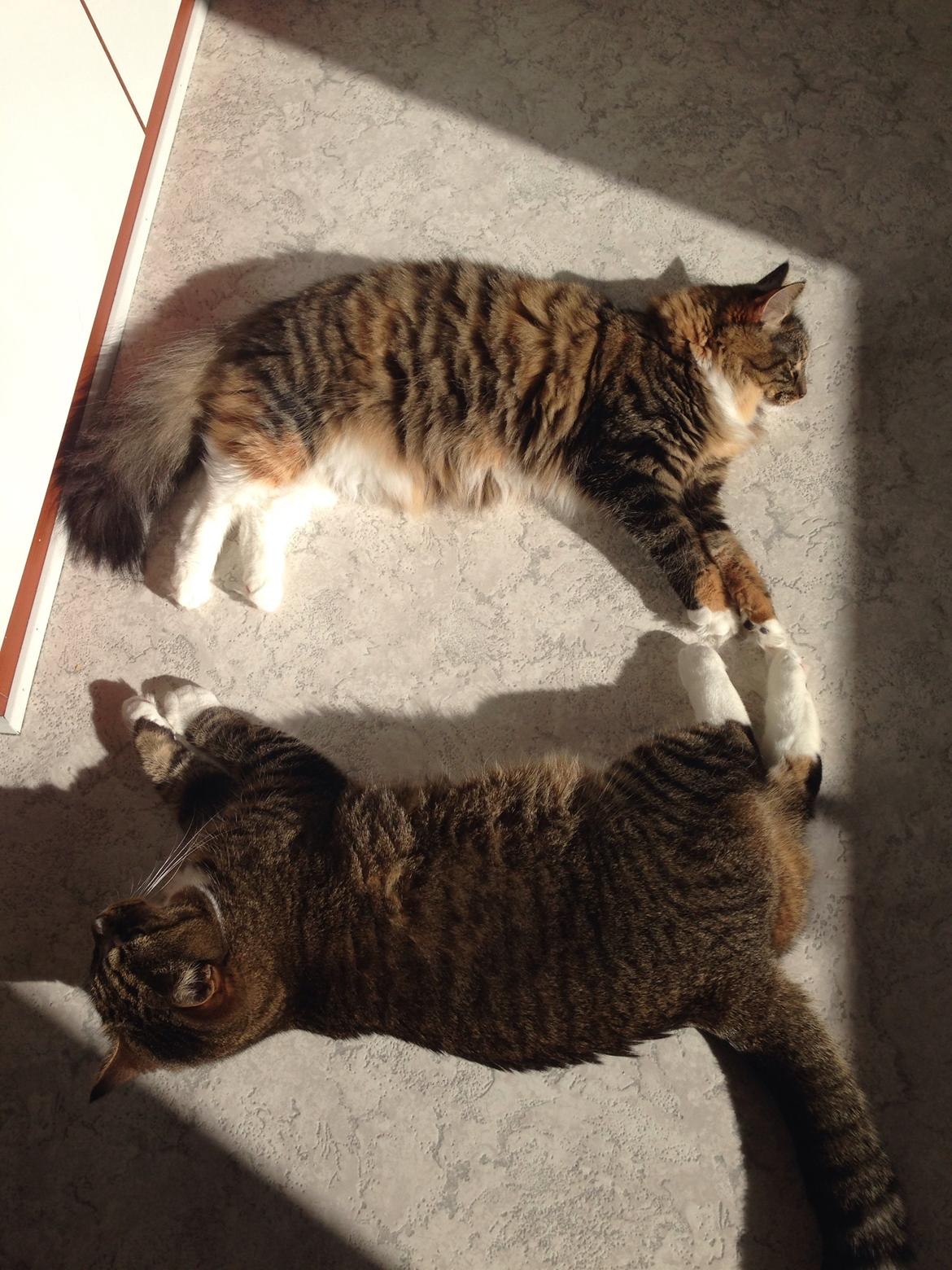 Blanding af racer Bølle billede 9