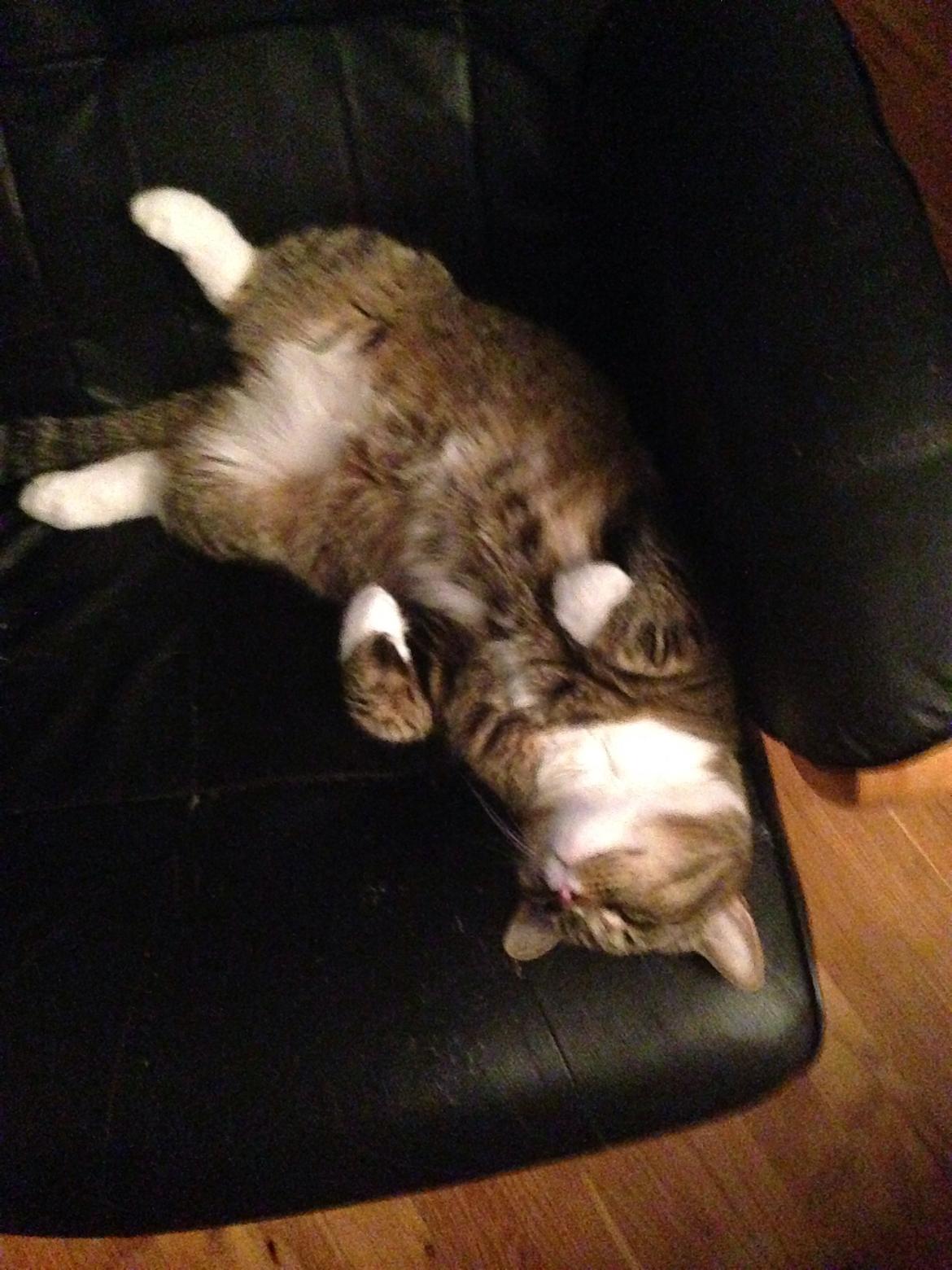 Blanding af racer Bølle billede 10