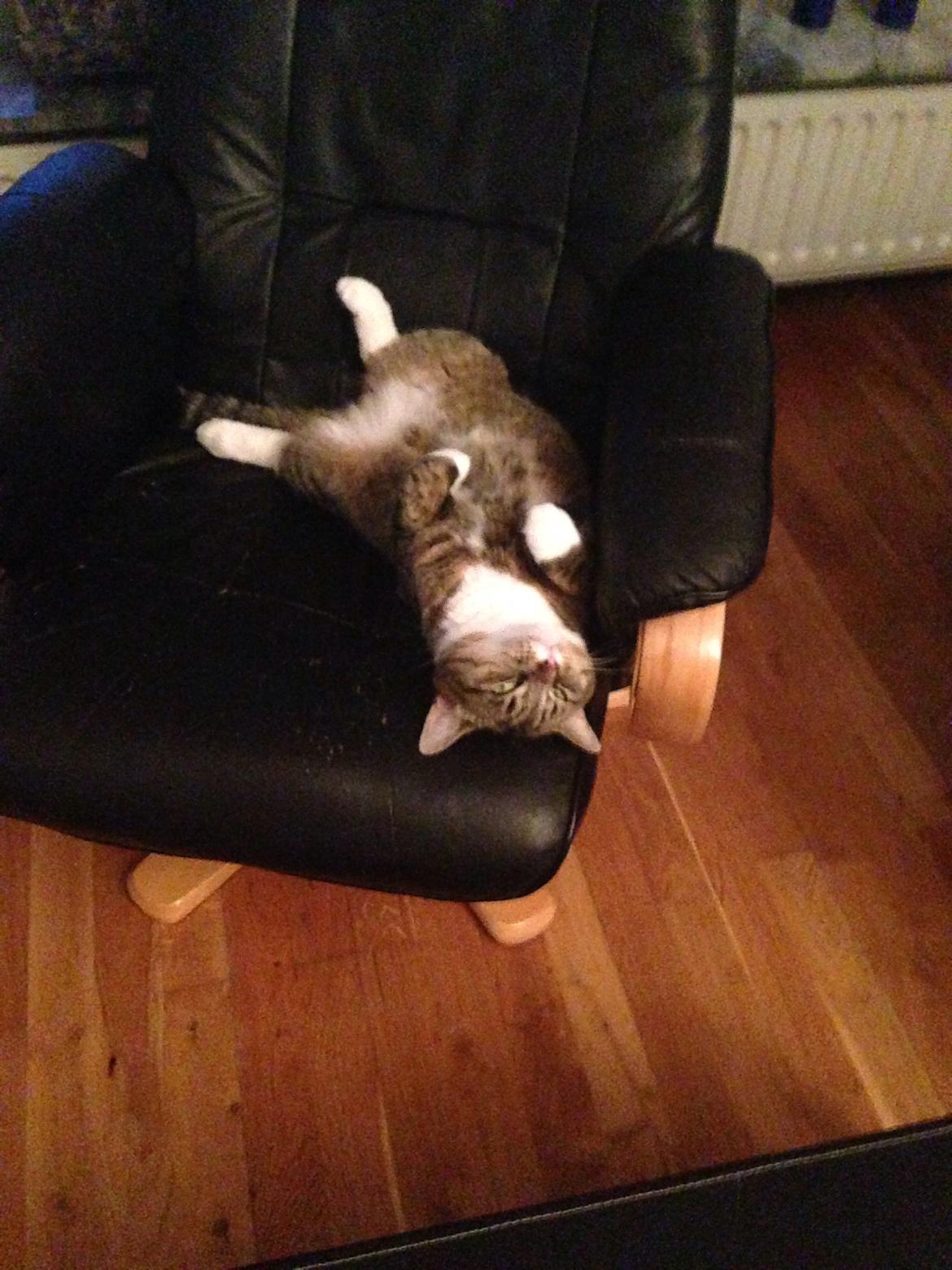 Blanding af racer Bølle billede 11