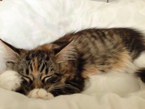 Blanding af racer Alba billede 6