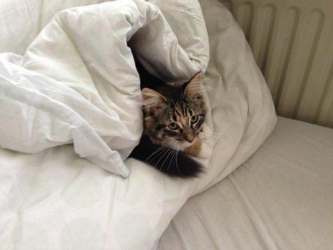 Blanding af racer Alba billede 7