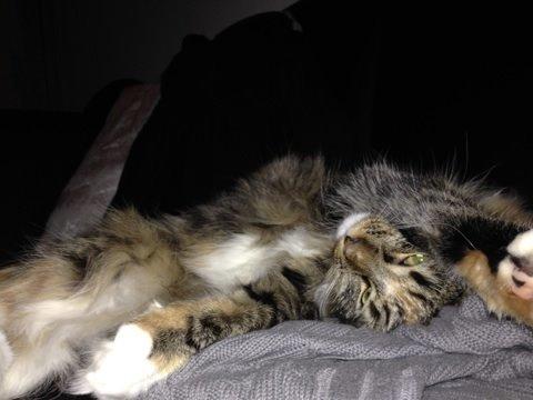 Blanding af racer Alba billede 9