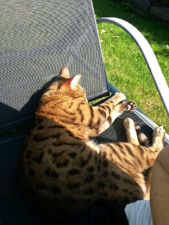 Bengal Max billede 21