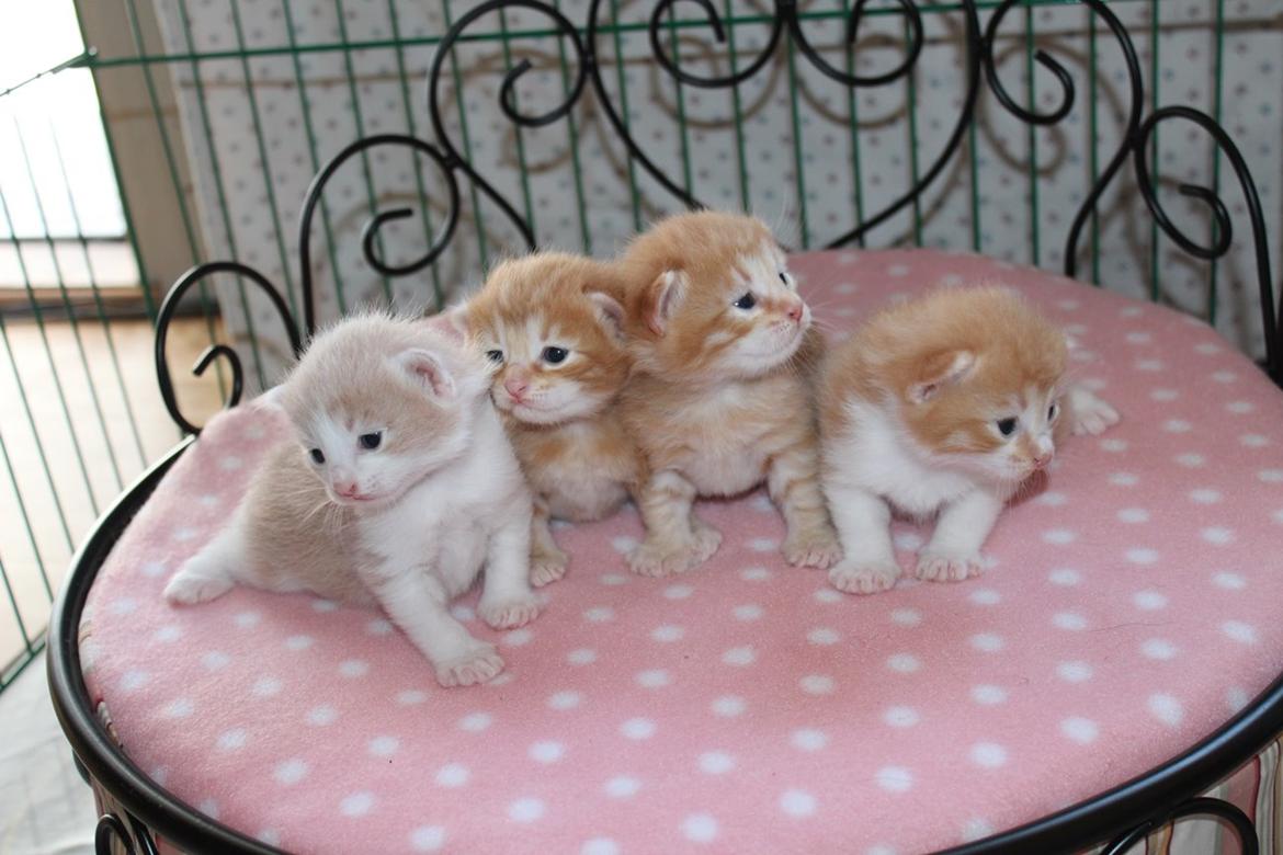 Kurilean Bobtail Stella - IC. Stella Zolotaya Seredina RU billede 13