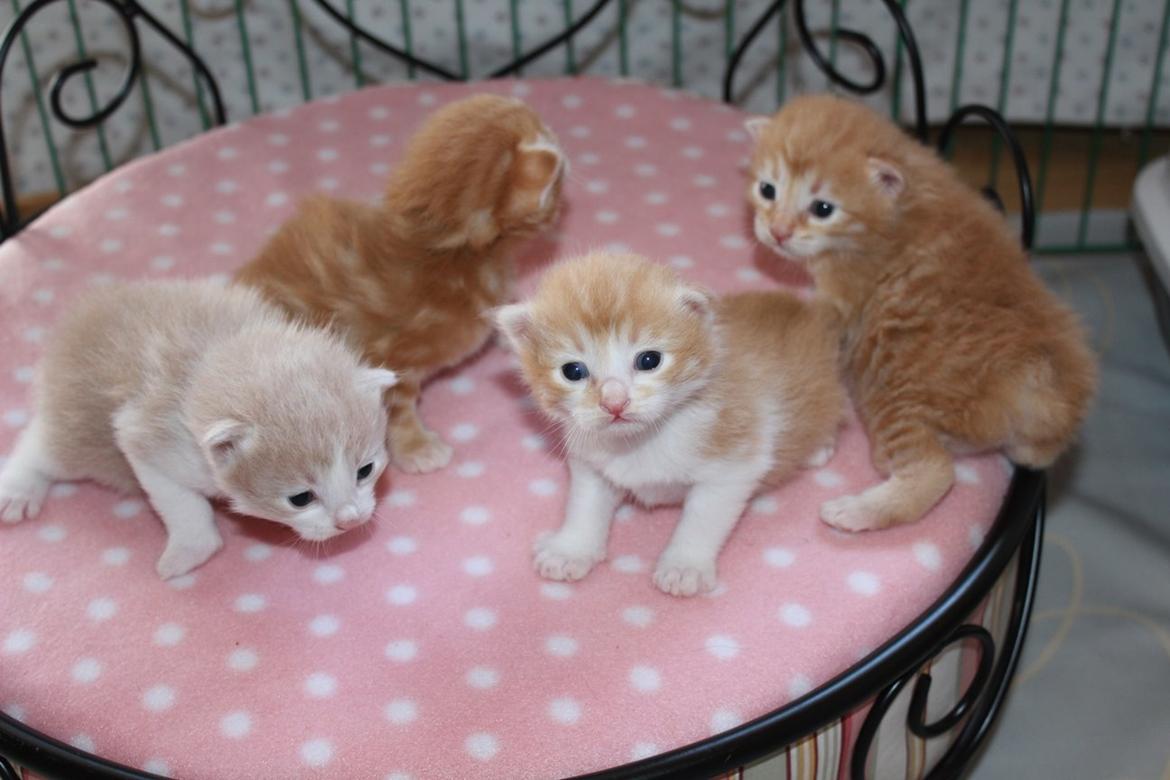 Kurilean Bobtail Stella - IC. Stella Zolotaya Seredina RU billede 14