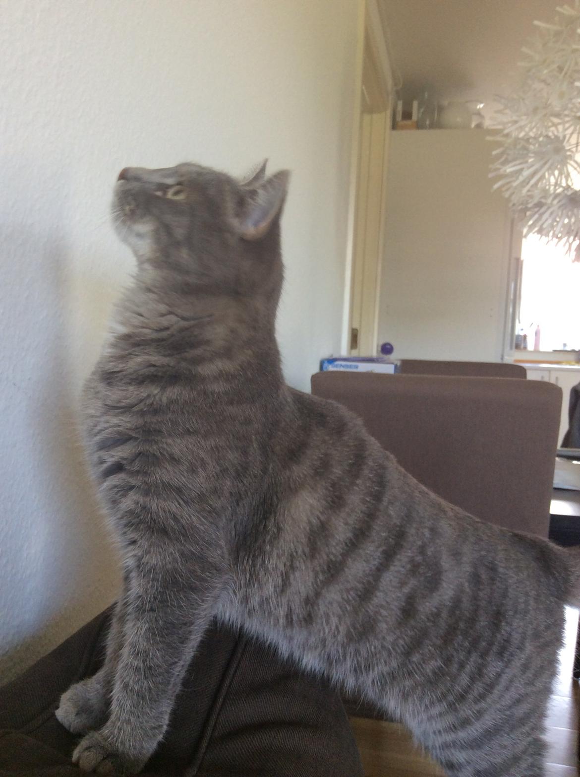 Huskat Putte billede 34