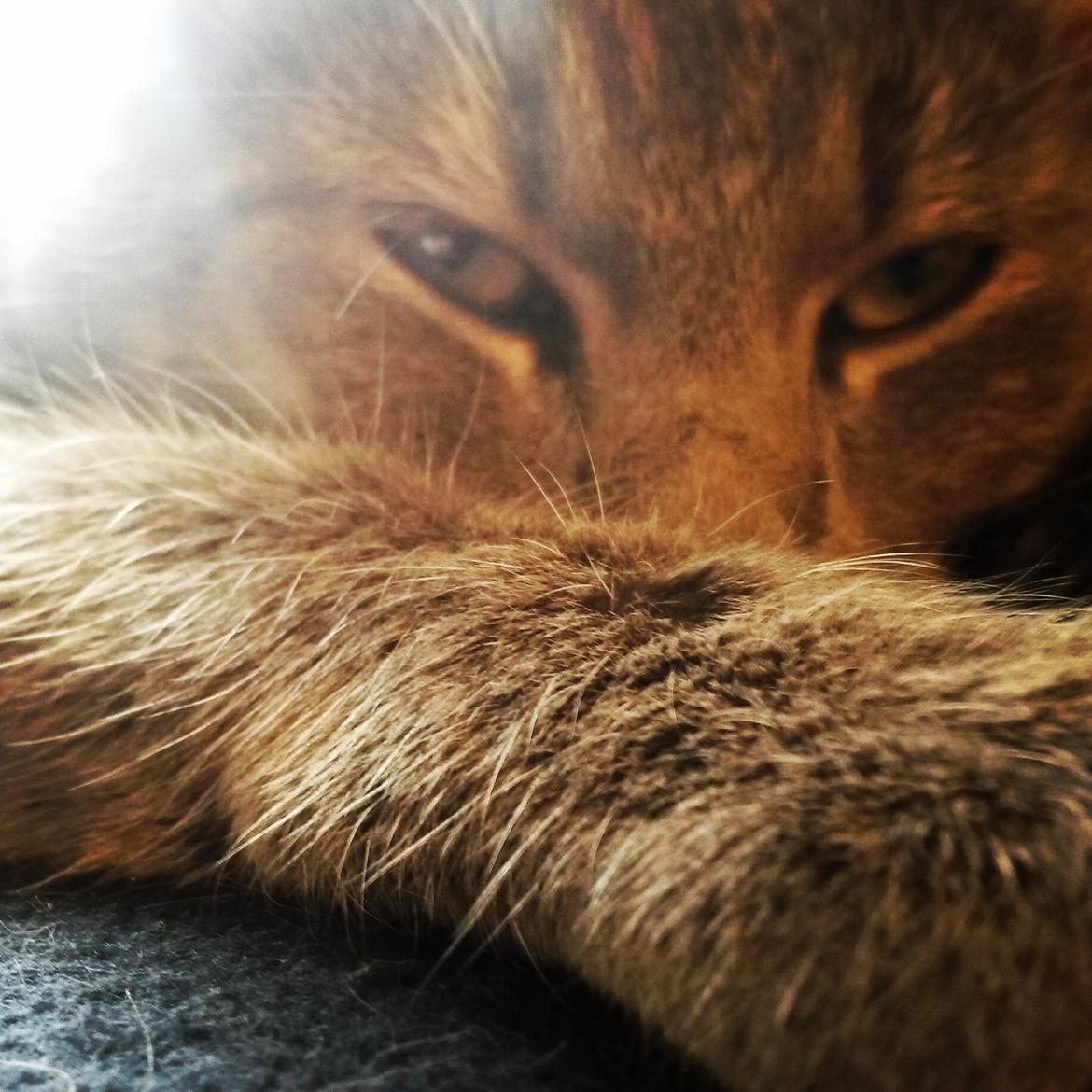 Huskat Putte billede 35