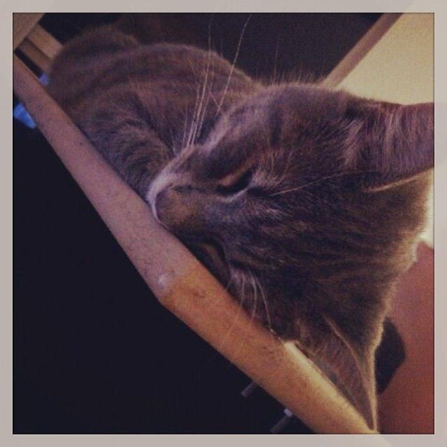 Huskat Putte billede 36