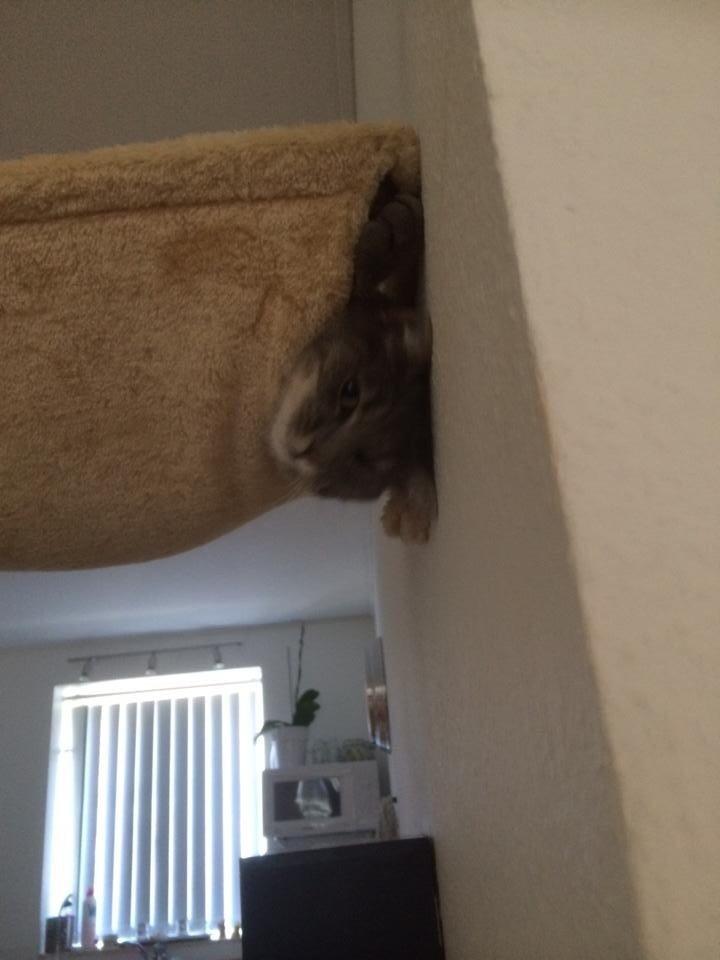 Huskat Putte billede 37