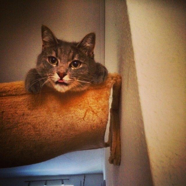 Huskat Putte billede 38