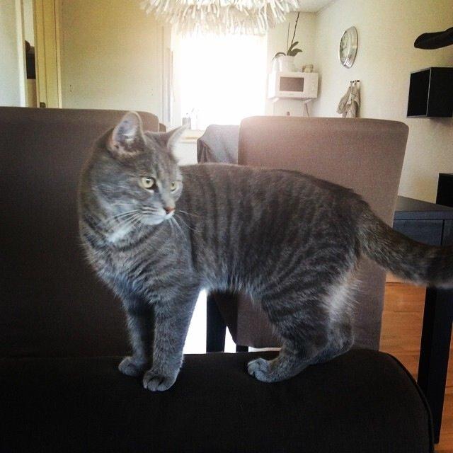 Huskat Putte billede 41