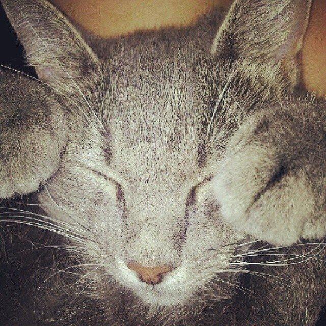 Huskat Putte billede 42