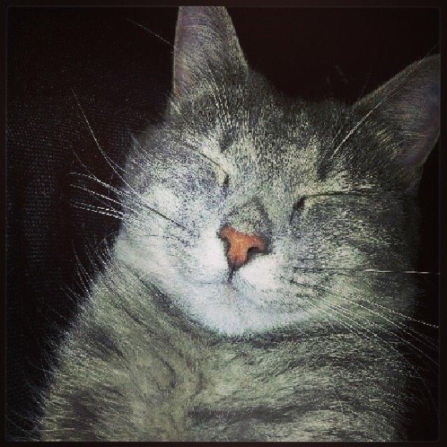 Huskat Putte billede 44