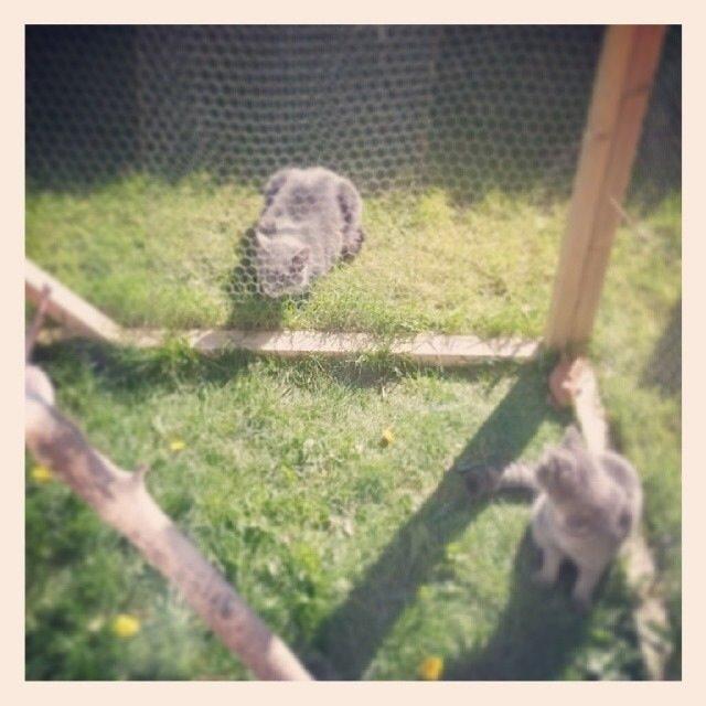 Huskat Putte billede 45