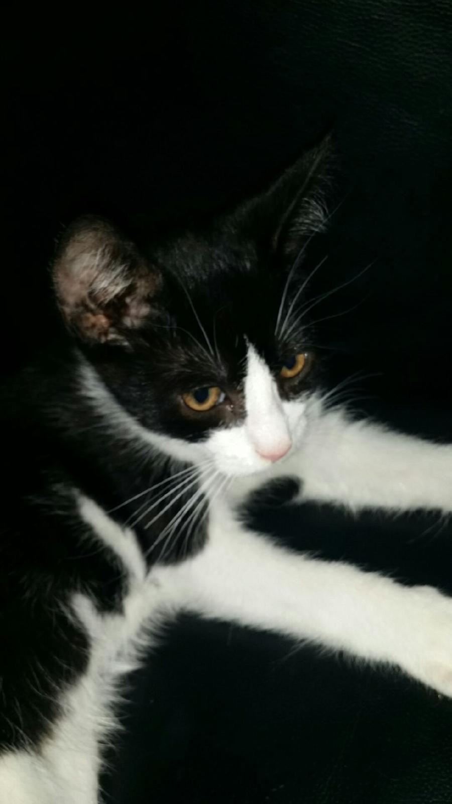 Huskat Nicky billede 1