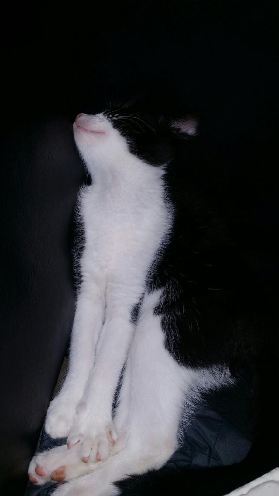 Huskat Nicky billede 2